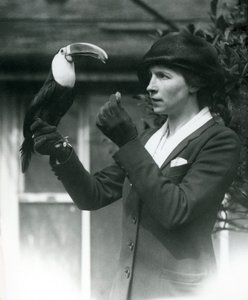 Een witkeeltoekan wordt gevoerd door een dame terwijl hij op haar gehandschoende hand zit, London Zoo, 1923